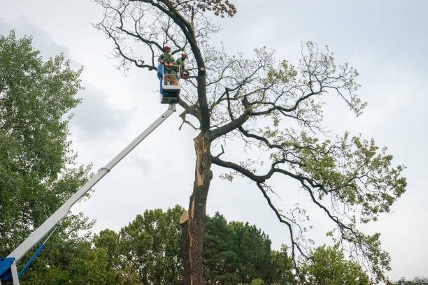 Mulching Services in Conesus Lake, NY